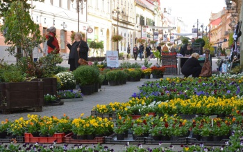 Virágos Kaposvár ötvenezer palántával, négyezer évelővel