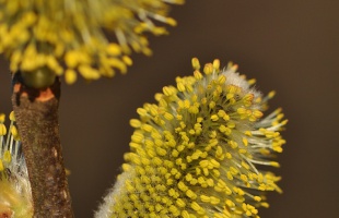 30 éves lesz az Év fája mozgalom