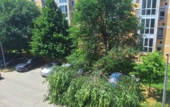 Parkoló autókra dőlt egy fa az Arany János utcában
