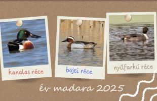 Melyik legyen a 2025-ös év madara?