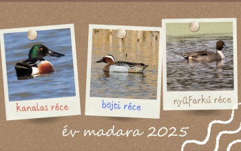 Melyik legyen a 2025-ös év madara?