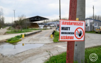 Mindent megtesznek azért, hogy ne terjedjen tovább a száj- és körömfájás Győr-Moson-Sopron megyéből