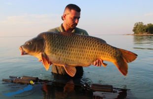Ellopták a rekorder, 30 kilós pontyot a Balatonból, egy horgásztóban találták meg