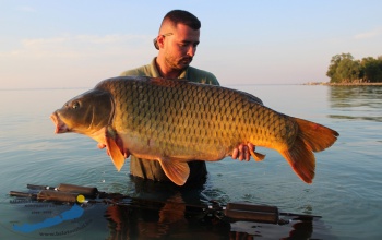 Ellopták a rekorder, 30 kilós pontyot a Balatonból, egy horgásztóban találták meg