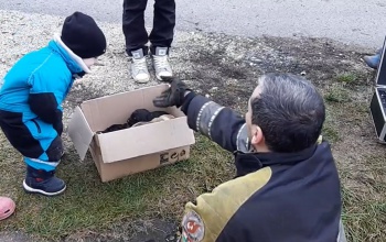 Kiskutyákat mentettek a KÖTÉL önkéntesei