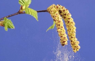 Több allergén is tüneteket okozhat a következő napokban