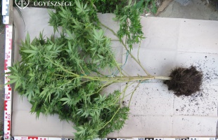 Kisebb kannabiszültetvényt gondoztak Csurgón