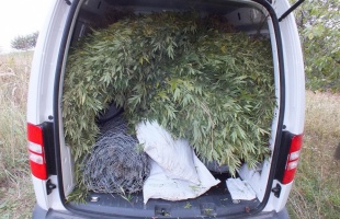 Kannabiszt termesztettek, lebuktak
