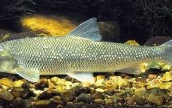 Igazi halritkaságot találtak Magyarországon