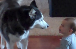 Napi cukiság: kisbaba és egy husky párbeszéde