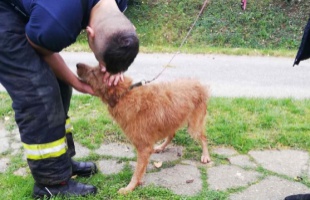 Macskakergetés közben kútba esett egy kutya – a tűzoltók mentették meg