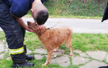 Macskakergetés közben kútba esett egy kutya – a tűzoltók mentették meg