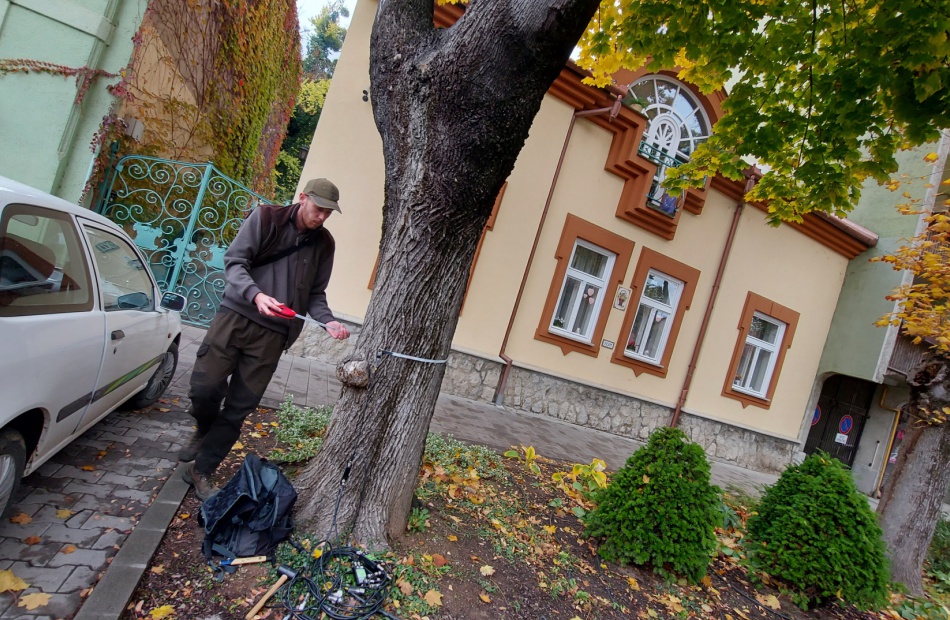 Folytatódik Kaposvár famegújítási programja – már a Németh István fasorban dolgoznak