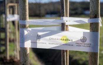 Folytatódik az ország legnagyobb belterületi fásítási programja