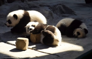 Nevet kaptak a panda hármas ikrek