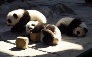 Nevet kaptak a panda hármas ikrek