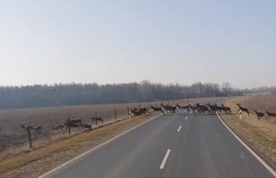 Több tucat szarvas vonult át az úton Marcali közelében - VIDEÓ
