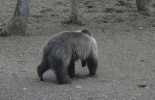 Barna medvét láttak az Aggteleki Nemzet Parknál