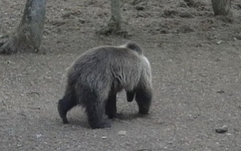 Barna medvét láttak az Aggteleki Nemzet Parknál