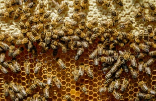 Megvan a magyarázat a méhkirálynők kettős énekére