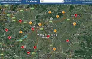 Emelkedik a napokban a nyír virágporának koncentrációja