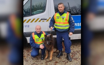 Rendőri segítséggel került biztonságba egy kóbor kutya az M7-esen