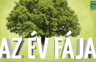 Kedden indul a jelölés az Év Fája versenyre