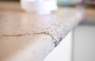 Így szabadulhat meg a hangyáktól örökre – mindössze 24 óra alatt