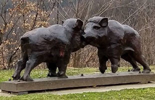 Újra szabadok a Zselici Csillagpark vaddisznói - a hosszú hétvégén akár meg is látogathatjuk őket