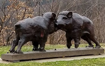 Újra szabadok a Zselici Csillagpark vaddisznói - a hosszú hétvégén akár meg is látogathatjuk őket
