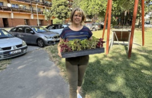 Közösségi virágosítás a Sávháznál