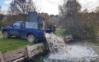 Haltelepítést végeznek a Töröcskei tavon és a Desedán