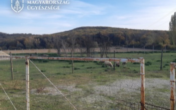 Juhokat lopott egy férfi Kapoly környékén