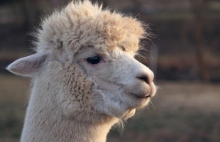 Tudnivalók az állati eredetű, természetes fonalakról