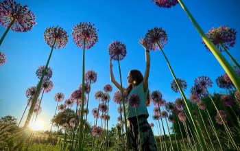 A tavasz érkezésének ünnepe – Tulipánszüret a Kincsek Völgyében a Balaton mellett