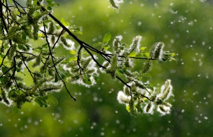 A szakértő szerint így enyhíthetjük a tüneteket az augusztusi allergiaszezon idején
