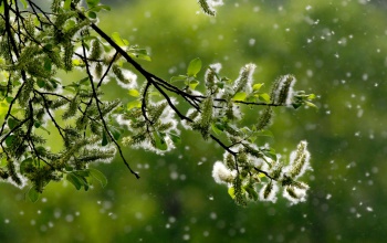 A szakértő szerint így enyhíthetjük a tüneteket az augusztusi allergiaszezon idején
