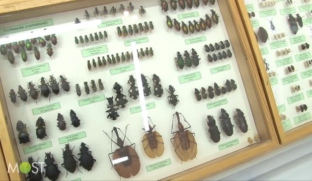 A rovarok birodalma a múzeumban