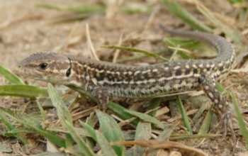 A homoki gyík lett az év hüllője 2022-ben