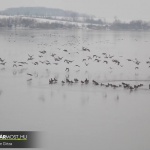 Kacsák a Hársas-Berki víztározó kisgyaláni szakaszán