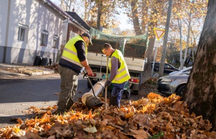 Őszi nagytakarítás: 25 ezer fa levelét gyűjtik nap mint nap Kaposváron