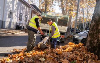 Őszi nagytakarítás: 25 ezer fa levelét gyűjtik nap mint nap Kaposváron