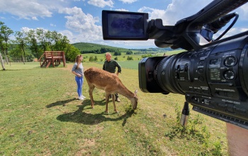 Mutatjuk, mi a teendő, ha gidával vagy borjúval találkozunk az erdőben - VIDEÓ