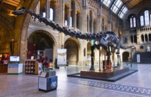 Nyugdíjba megy a londoni Természettudományi Múzeum híres dinója
