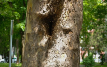 Méhek leptek el egy Petőfi utcai fát