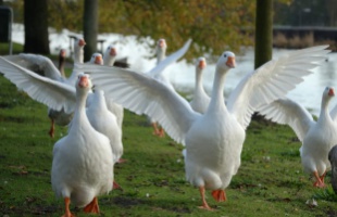 Ünnepeljük Márton napját környezettudatosan