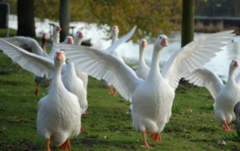Ünnepeljük Márton napját környezettudatosan