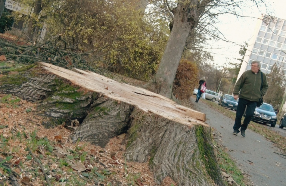 Egészséges fákat vágtak ki a Berzsenyi parkban?