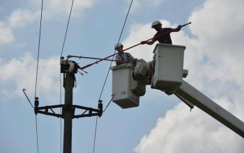 Elektromos vezeték okozta a repülni tanuló kis gólyák halálát