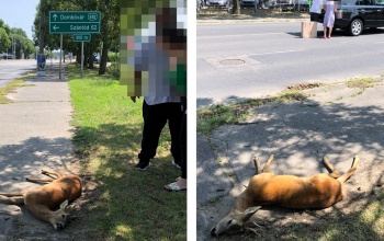 Elütöttek egy őzet az Árpád utcában